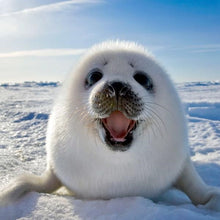 Load image into Gallery viewer, JIA-GOU-5